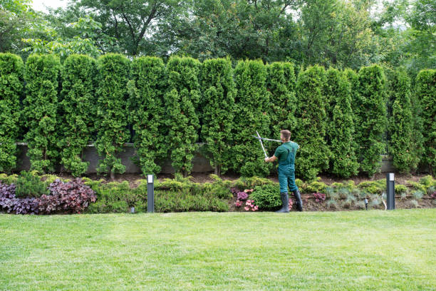 Best Lawn Maintenance Plans  in Fife Heights, WA