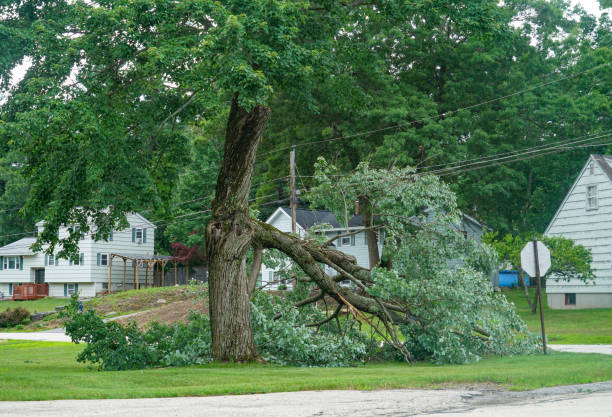 Best Commercial Tree Services  in Fife Heights, WA
